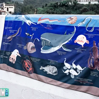 Deepsea Marinelife Towel
